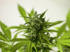 Royalty Company Provides Safe Investment Option in the Quickly Changing Marijuana Market